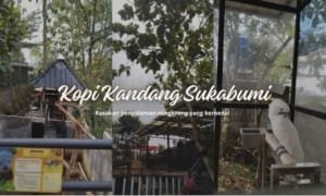 Ngopi Sambil Melihat Satwa, Ini Keunikan Kopi Kandang di Sukabumi