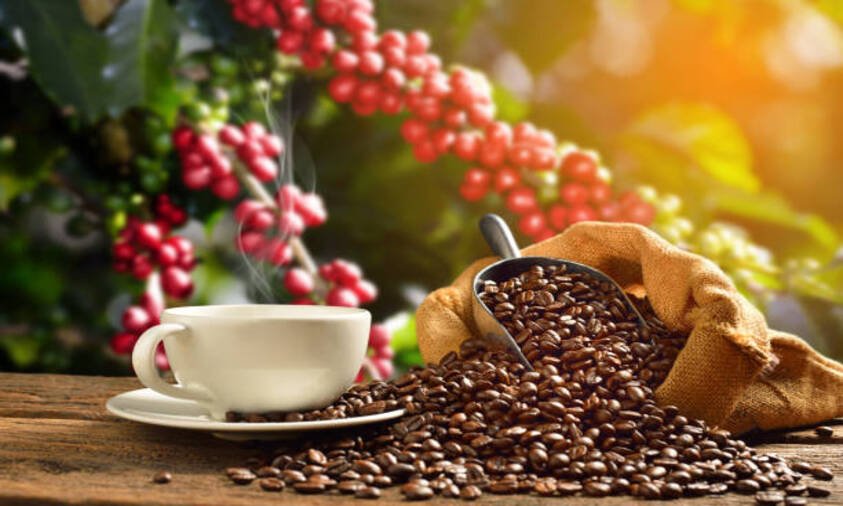 7 Fakta Menarik tentang Kopi yang Wajib Kamu Tahu